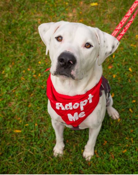 A Day in the Life of a Wildlife Rescue Volunteer image